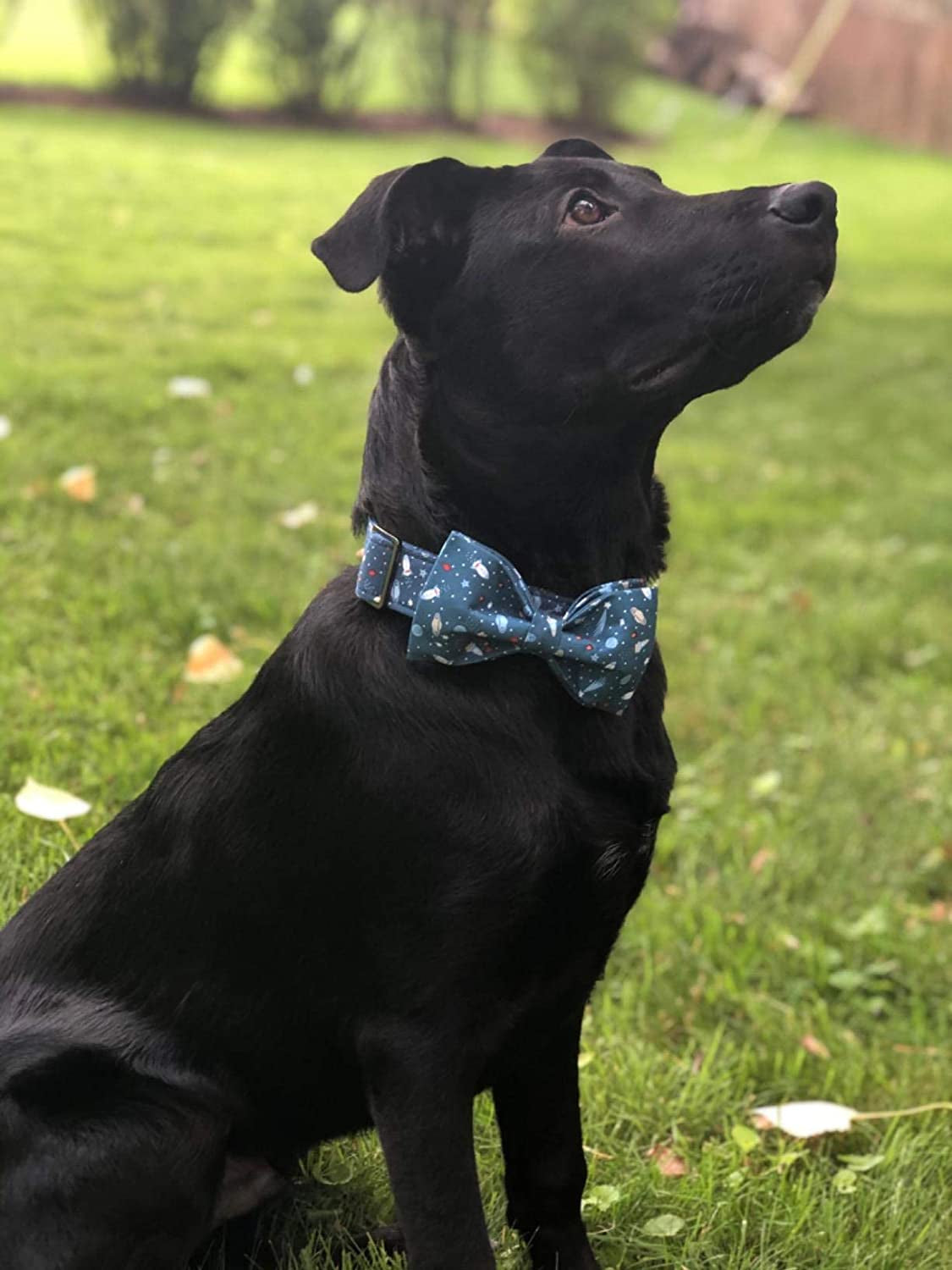 Dog Collar with Bow, Cotton & Webbing Boy Bow Dog Collar X-Large
