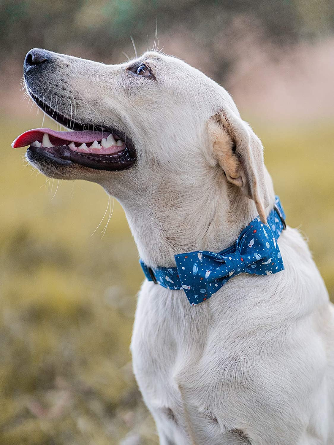Dog Collar with Bow, Cotton & Webbing Boy Bow Dog Collar X-Large